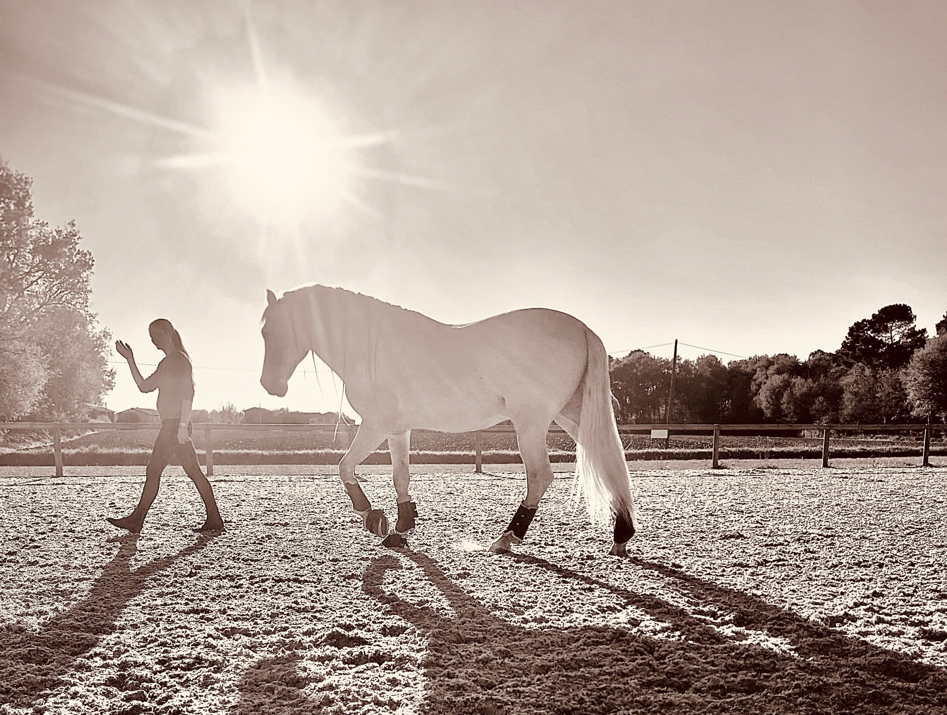 Jeanne Foy et son cheval en liberté